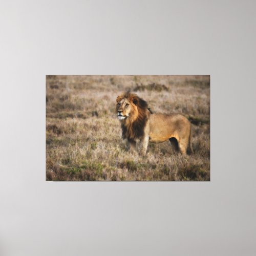 African Lion Canvas Print