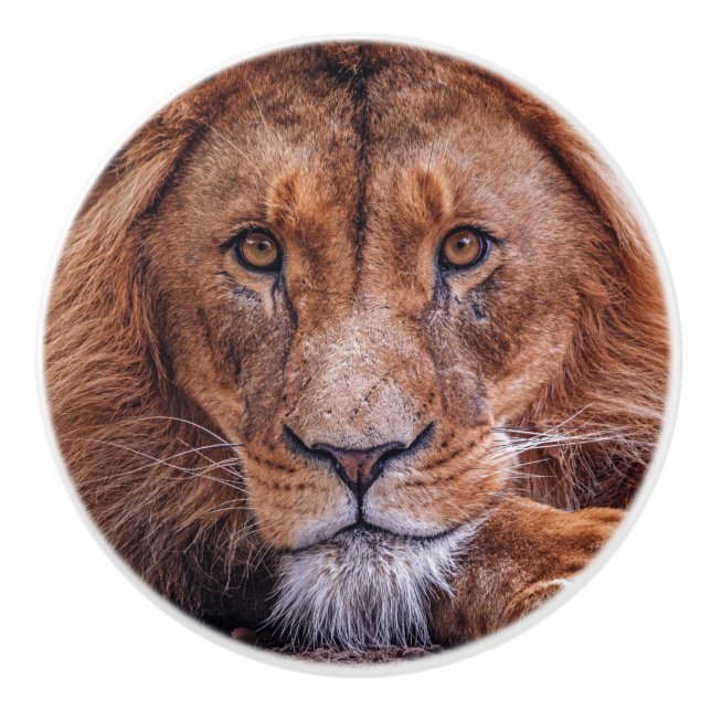 African Lion Ceramic Knob (Front)