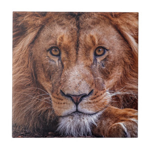 African Lion Ceramic Tile