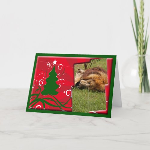 African Lion Christmas Greeting Card