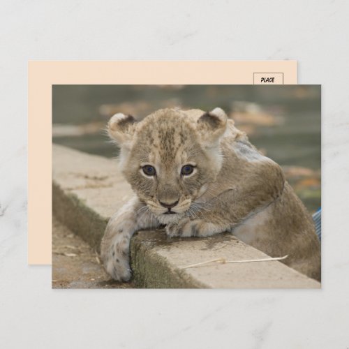 African Lion Cub Postcard 