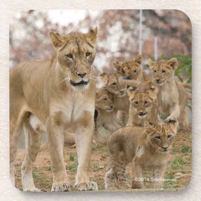 African Lion Cubs with Mother Beverage Coaster (Front)