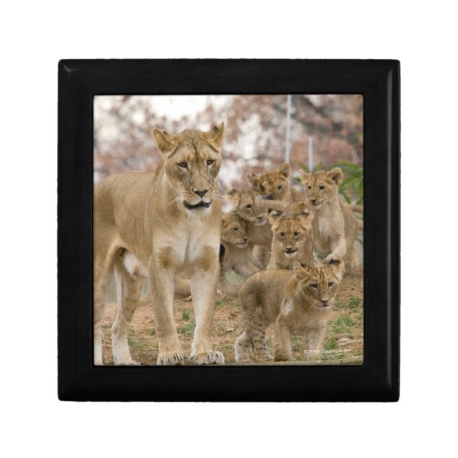 African Lion Cubs with Mother Gift Box (Front)