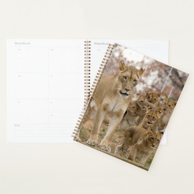 African Lion Cubs with Mother Planner (Display)