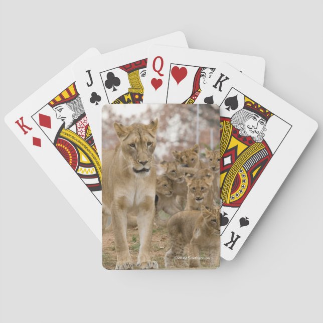 African Lion Cubs with Mother Poker Cards (Back)