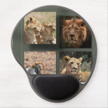 African lion