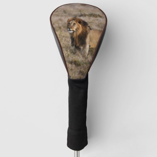 African Lion in Grass Golf Head Cover (Front)