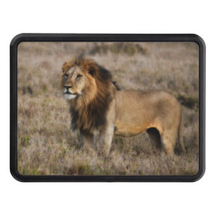 African Lion in Grass Hitch Cover
