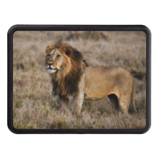 African Lion in Grass Hitch Cover (Front)
