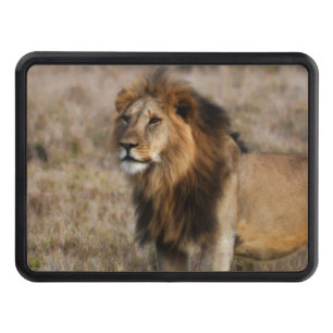 African Lion in Grass Hitch Cover