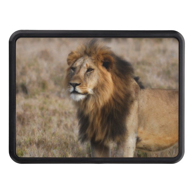 African Lion in Grass Hitch Cover (Front)