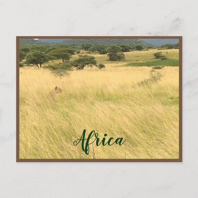 African Lion in Kenya Africa Postcard (Front)