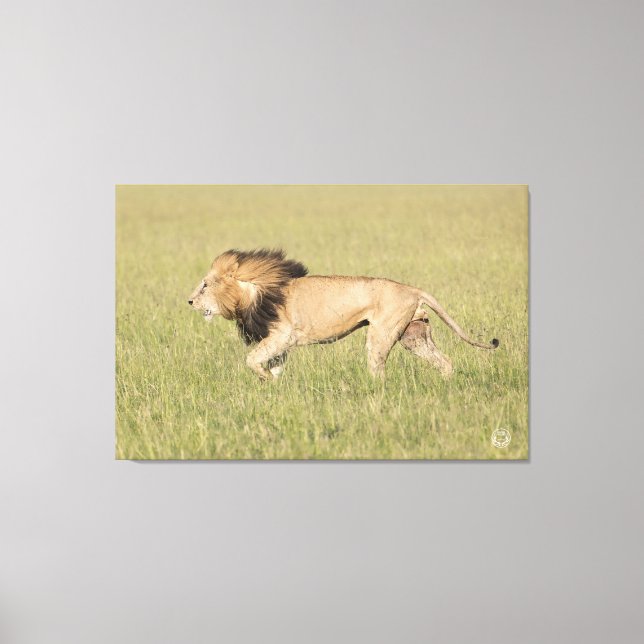 African Lion in the Savanna Wrapped Canvas Print (Front)