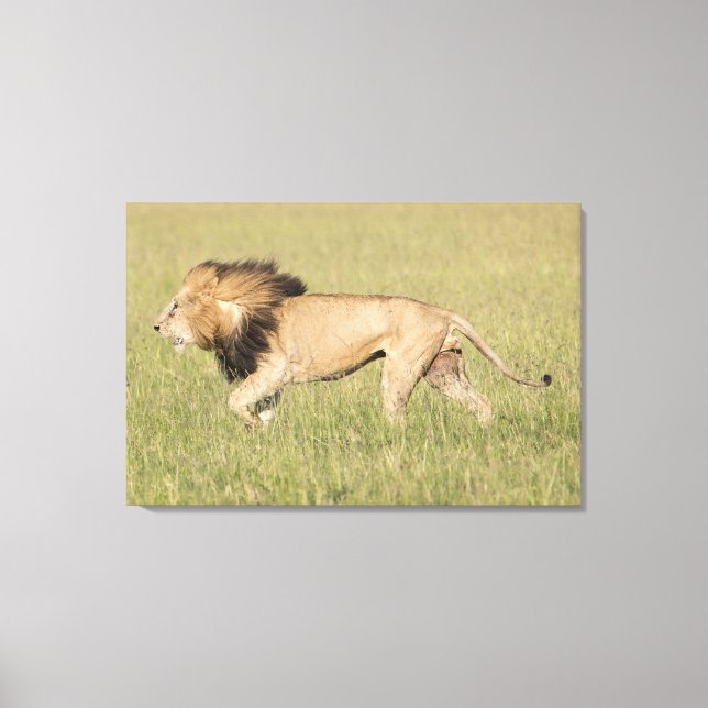 African Lion in the Savanna Wrapped Canvas Print (Front)