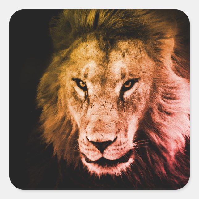 African lion in to the shadow. Strong wild animal  Square Sticker (Front)