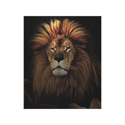 African lion is tops canvas prints