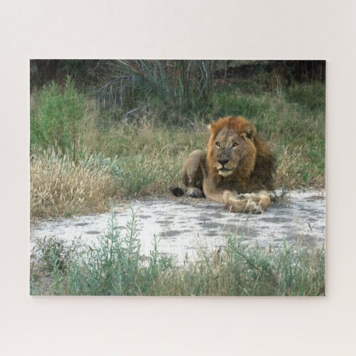 African Lion Jigsaw Puzzle