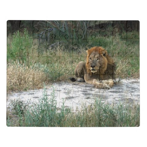 African Lion Jigsaw Puzzle