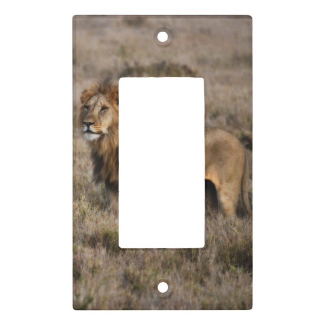 African Lion Light Switch Plate (Front)