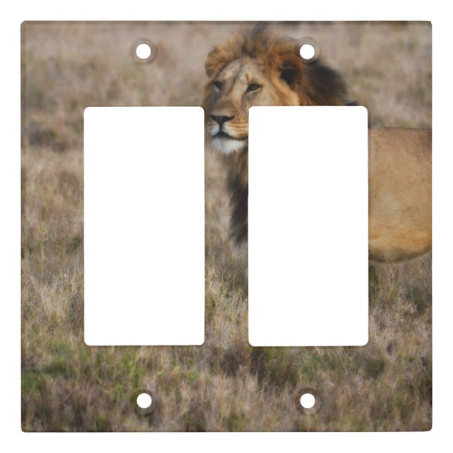 African Lion Light Switch Plate (Front)