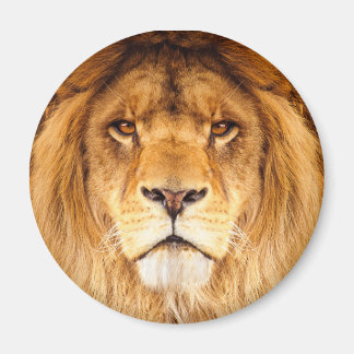 African Lion Magnet