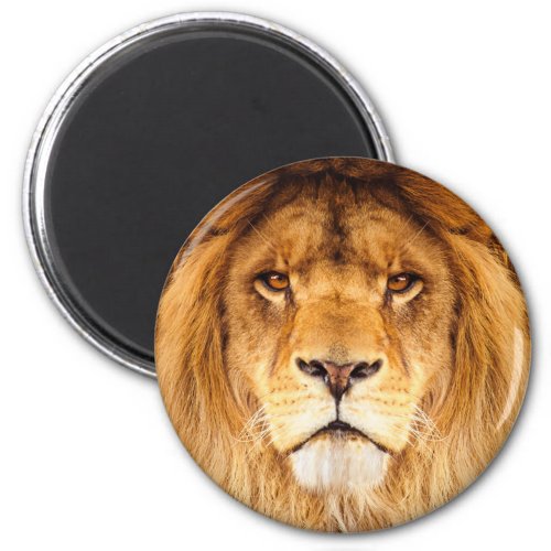 African Lion Magnet
