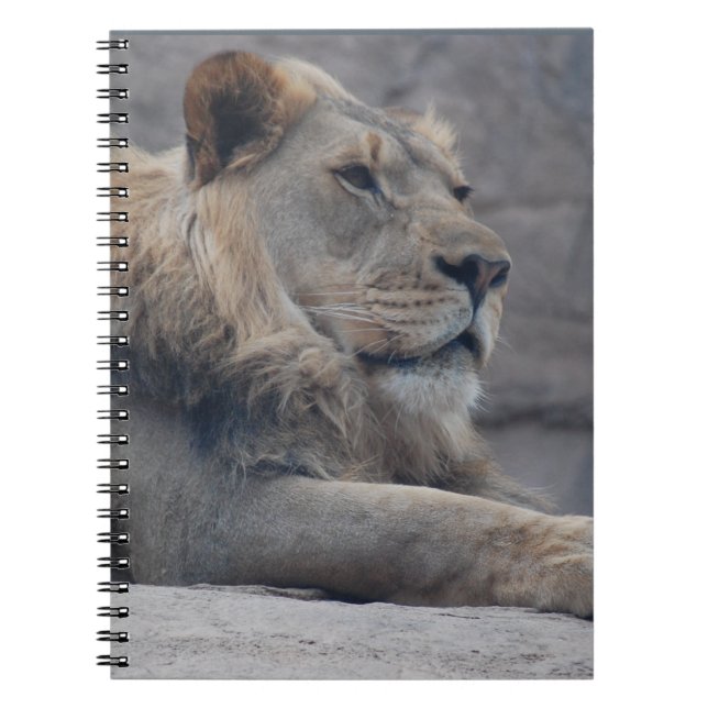 African Lion Notebook (Front)