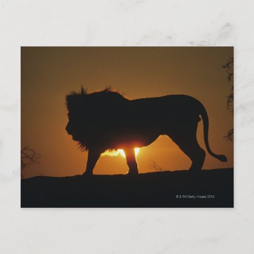 African lion Panthera leo against sunset Postcard