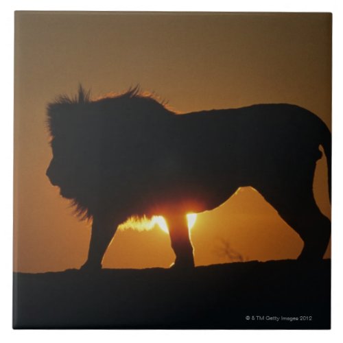 African lion Panthera leo against sunset Tile