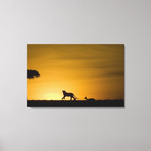 African Lion Panthera leo chasing gazelle Canvas Print