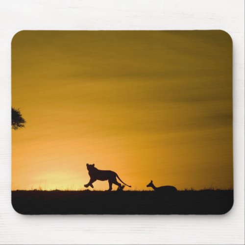 African Lion Panthera leo chasing gazelle Mouse Pad