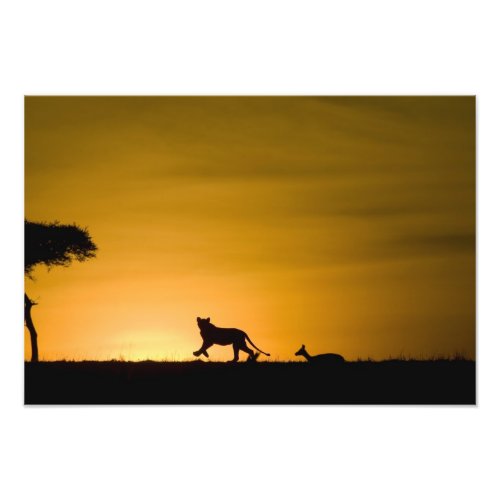African Lion Panthera leo chasing gazelle Photo Print