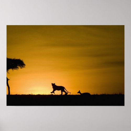 African Lion Panthera leo chasing gazelle Poster