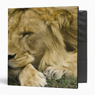 African Lion, Panthera leo, laying down asleep Binder
