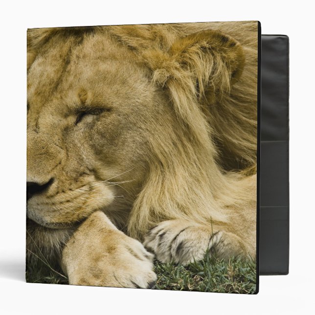 African Lion, Panthera leo, laying down asleep Binder (Front/Inside)
