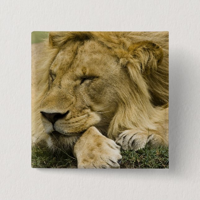 African Lion, Panthera leo, laying down asleep Button (Front)