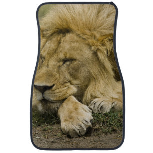 African Lion, Panthera leo, laying down asleep Car Floor Mat