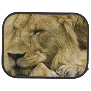 African Lion, Panthera leo, laying down asleep Car Mat