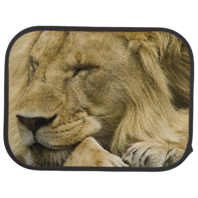 African Lion, Panthera leo, laying down asleep Car Mat (Rear)