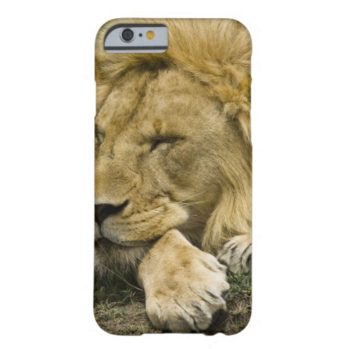 African Lion Panthera leo laying down asleep Barely There iPhone 6 Case