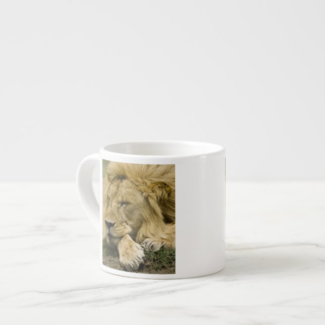 African Lion, Panthera leo, laying down asleep Espresso Cup (Front Left)