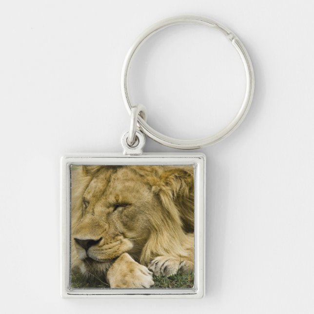 African Lion, Panthera leo, laying down asleep Keychain (Front)