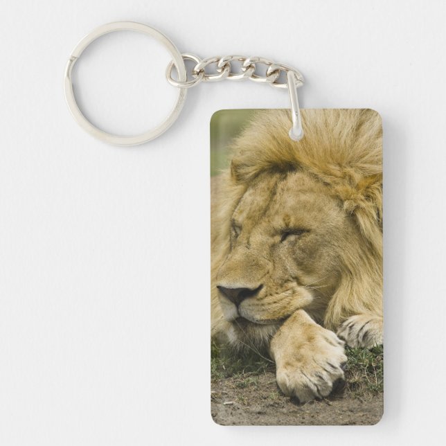 African Lion, Panthera leo, laying down asleep Keychain (Front)