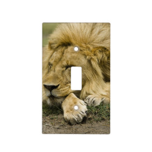 African Lion, Panthera leo, laying down asleep Light Switch Cover