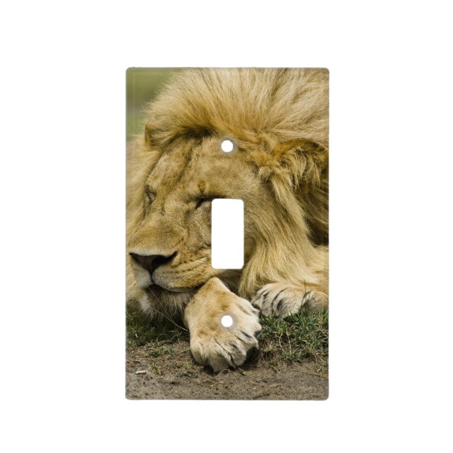 African Lion, Panthera leo, laying down asleep Light Switch Cover (Front)