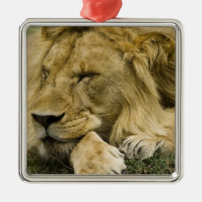 African Lion, Panthera leo, laying down asleep Metal Ornament (Front)