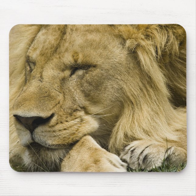 African Lion, Panthera leo, laying down asleep Mouse Pad (Front)