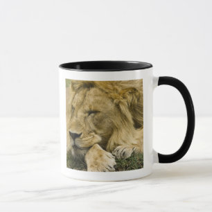 African Lion, Panthera leo, laying down asleep Mug