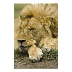 African Lion, Panthera leo, laying down asleep Photo Print