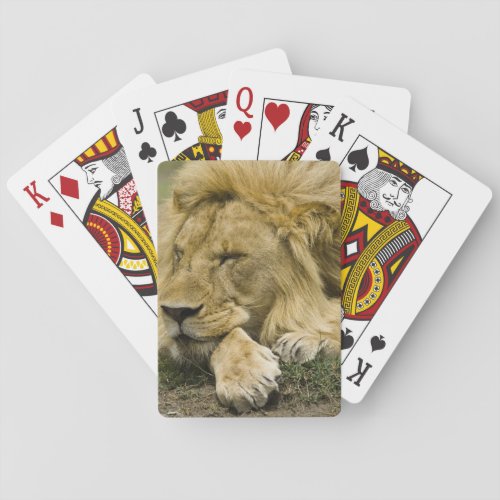 African Lion Panthera leo laying down asleep Playing Cards